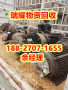 废旧锅炉回收黄石阳新县近期报价---瑞耀物资回收