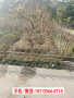 2023歡迎訪問##武陵源區仿竹籬笆木圍欄#竹子圍欄宿州市