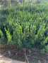 河南新縣北海道黃楊是喬木還是灌木