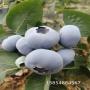 貴州貴陽綠寶石藍莓苗這里批發