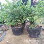 遼寧朝陽營養缽藍莓苗種植要求