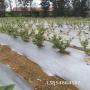 四川瀘州珠寶藍莓苗種植技術