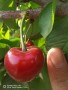新品種櫻桃苗哪里有廣東珠海矮化櫻桃樹苗