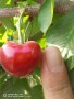 湖北宜昌塔瑪拉櫻桃樹苗近期批發價格