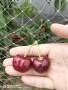 新疆阿克蘇3年魯櫻5號櫻桃樹苗近期售價表