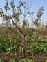 河北滄州3年瑞德櫻桃樹苗近期賣多少錢