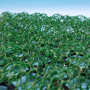 四川凉山喷播三维植被网规格