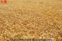 肇慶六輪大麥種子正在批發