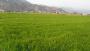 武夷山飼料大麥種子價格信息
