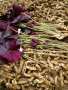 全網發貨紫葉酢漿草種球內蒙古訂購方法