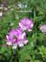 中山养蜂紫云英种子种植时间