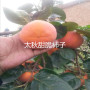 2022歡迎訪問##  湘西 4公分陽豐甜脆柿子苗多少錢##上市