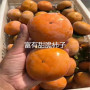 2021欢迎访问##4公分富有甜脆柿子苗价格##上市