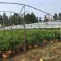 2022歡迎訪問##  怒江 5年萊克西藍莓苗批發價格##控股