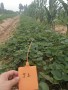 2022歡迎訪問##  烏蘭察布 京藏香草莓苗價格##股份集團
