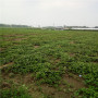 2022歡迎訪問##  柳州 麗紅草莓苗價格##股份集團