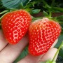 2022歡迎訪問##  晉中 法蘭地草莓苗批發價格##控股