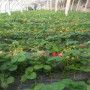 2022歡迎訪問##  安慶 雞心草莓苗多少錢##央企