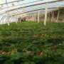 2022歡迎訪問##  南平 泰爾瑪草莓苗批發價格##實業集團
