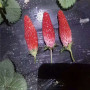 2022歡迎訪問##  海北 天香草莓苗價格##集團