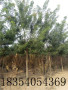 景德鎮市30公分柳樹價格|誠信經營