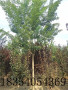 咸陽32公分國槐價格庭院種植吉祥樹