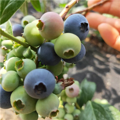 河南——錢德勒藍莓苗移栽經驗方法
