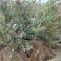 四川卡拉蓝莓苗果实图片 四川卡拉蓝莓树苗