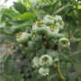 江西布里吉塔蓝莓苗价格 江西布里吉塔蓝莓树苗