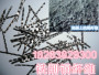 徐州市短切玻璃纤维##细丝钢纤维集团