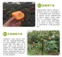 歡迎##荊州 柿樹苗果實圖片##有限集團
