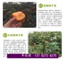 2022歡迎鄭州管城回族柿子樹苗管理資料##集團