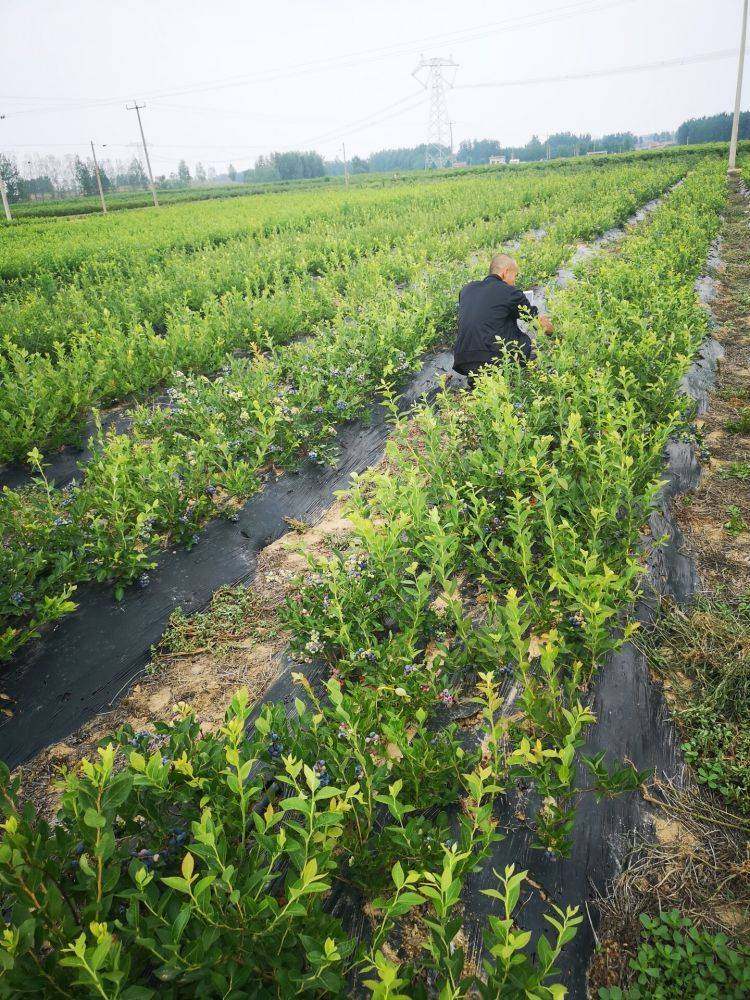 歡迎  ##  宣城耐寒藍莓苗 ##   多少錢一棵