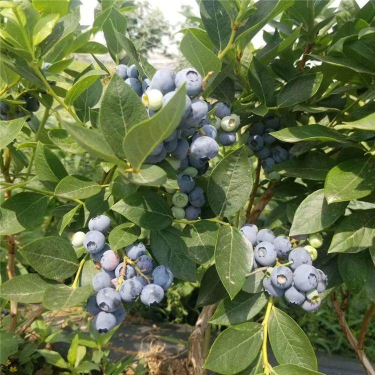 2021歡迎訪問##唐山珠寶藍莓苗  ##   種植場