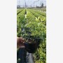 衡水2年地栽綠寶石藍莓苗什么價格