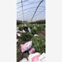 遼陽休倫藍莓苗出售價格