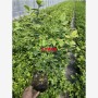 天津市藍莓苗基地培育