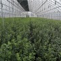 福州市藍莓苗供應商