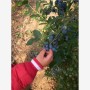 安康市藍莓苗廠家價格