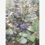 汕尾4年地栽薄霧藍莓苗基地供應