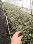錢德勒藍莓苗報價及價格喀什藍莓苗基地