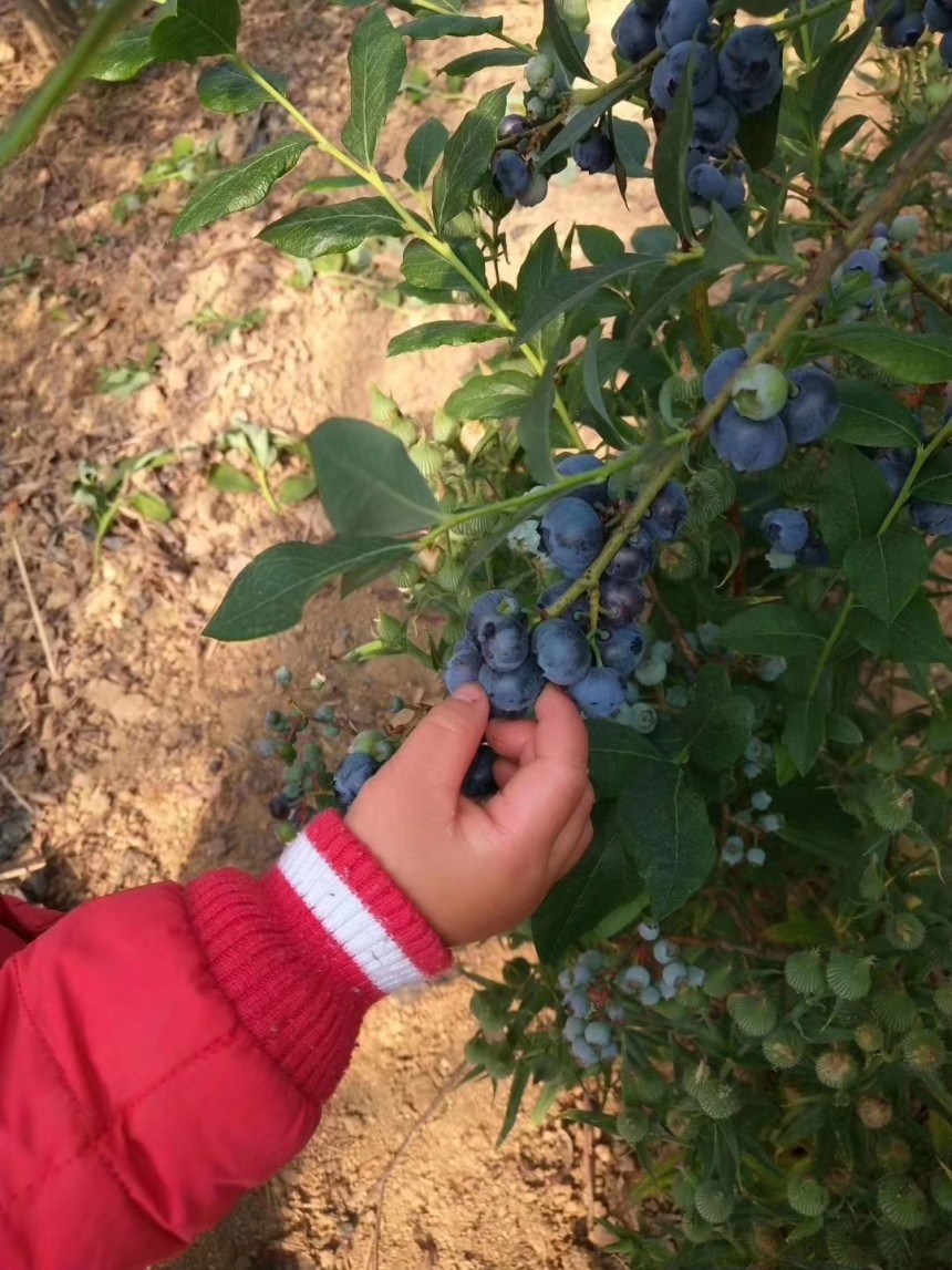 占地藍莓苗哪里便宜克拉瑪依藍莓苗基地