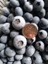 地栽優瑞卡藍莓苗價格表鄭州藍莓苗基地