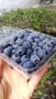 早藍藍莓苗哪里買濟寧藍莓苗基地