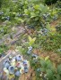 地栽藍莓苗價格湖州藍莓苗基地