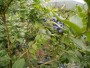 蘇西藍藍莓苗價格雙鴨山藍莓苗基地