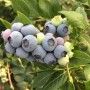 茶花藍莓苗專業育苗基地欽州藍莓苗基地