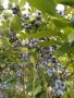 H5藍莓苗哪里批發喀什藍莓苗基地