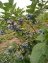 珠寶藍莓苗供應商宜賓藍莓苗基地
