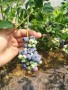 綠寶石藍莓苗多少錢一棵中山藍莓苗基地